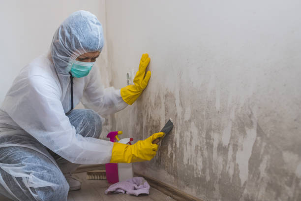 Mold Removal and Inspection in Morrice, MI