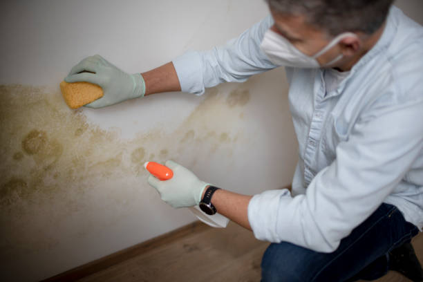Best Local Mold Removal Service  in Morrice, MI