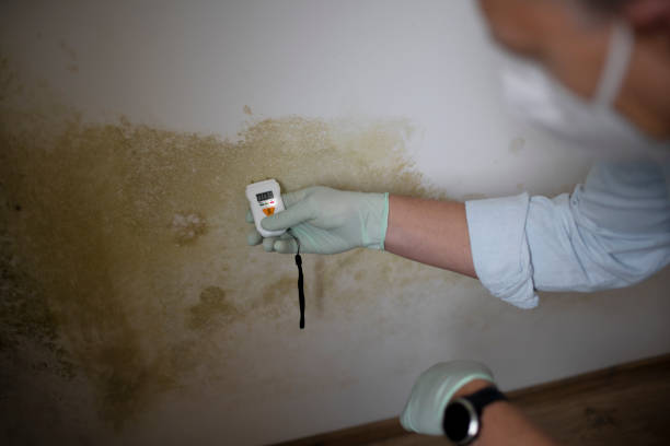 Best Residential Mold Removal  in Morrice, MI