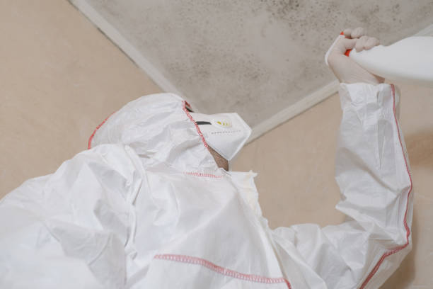 Best Emergency Mold Removal  in Morrice, MI