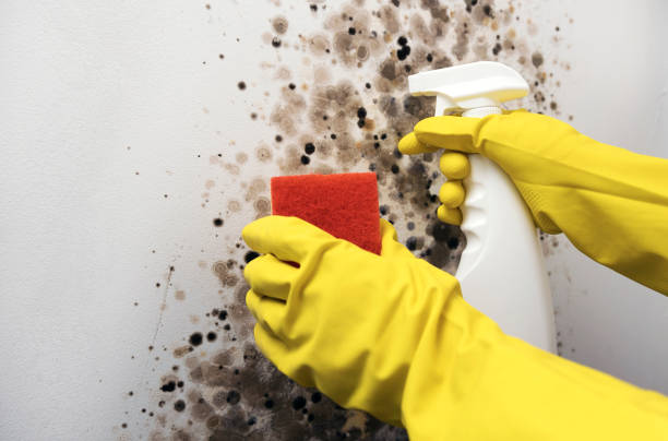 Best Crawl Space Mold Removal  in Morrice, MI