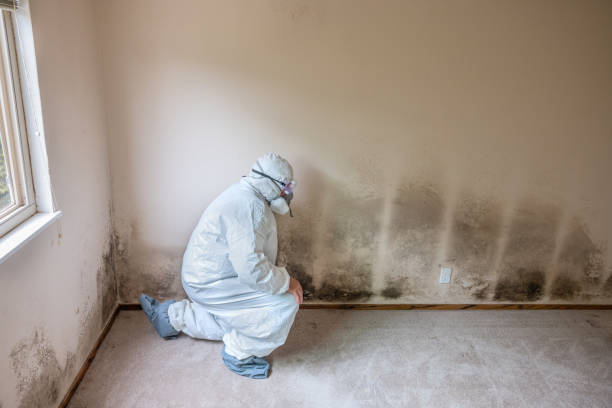 Best Toxic Mold Removal  in Morrice, MI