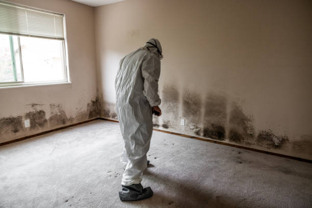Best Mold Removal and Inspection  in Morrice, MI