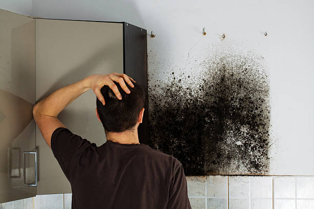 Best Fast Mold Removal  in Morrice, MI
