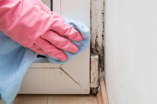 Best Same-Day Mold Removal  in Morrice, MI