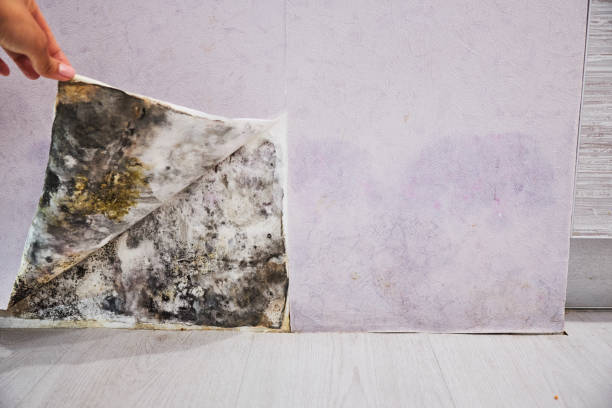 Best Mold Removal Near Me  in Morrice, MI